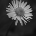 Daisy Chain by wenbow