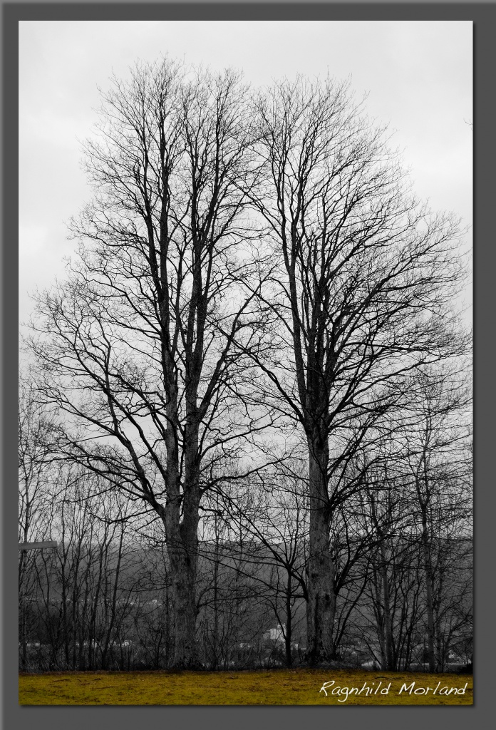 Trees by ragnhildmorland