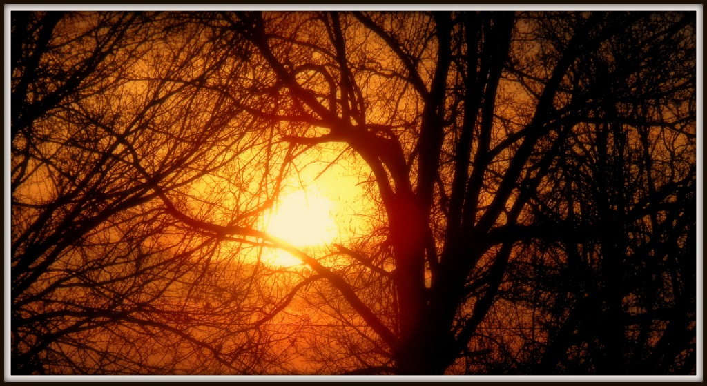 Rising Sun Through the Trees by cindymc