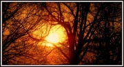 24th Mar 2012 - Rising Sun Through the Trees