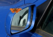 23rd Mar 2012 - Reflection Comma reflection