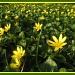 Celandines in the sun by busylady
