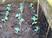 24th Mar 2012 - Broad beans planted out today.