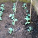 Broad beans planted out today. by jennymdennis