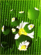 24th Mar 2012 - 24.3.12 Daisy daisy 
