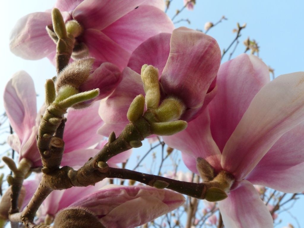 Magnolia by calx