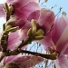Magnolia by calx