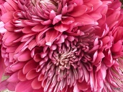 24th Mar 2012 - Chrysanthemum
