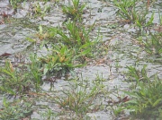 24th Mar 2012 - Grass in Rain 3.24.12