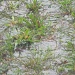 Grass in Rain 3.24.12 by sfeldphotos