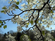 24th Mar 2012 - White blossoms