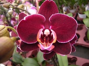 25th Mar 2012 - Red Phalaenopsis 
