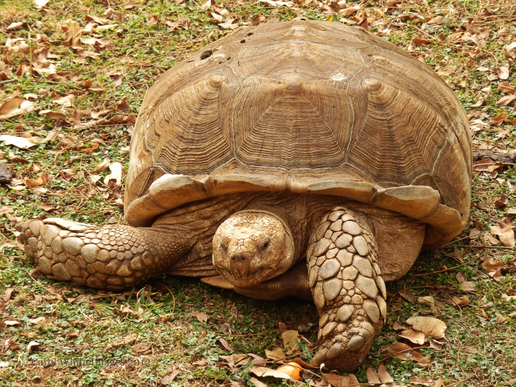 Tortoise by carolmw