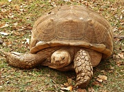 23rd Mar 2012 - Tortoise