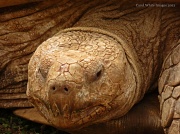 23rd Mar 2012 - Tortoise(close up)