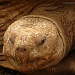 Tortoise(close up) by carolmw