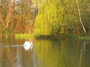 24th Mar 2012 - Tooting Common