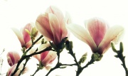 24th Mar 2012 - Misty magnolia morning