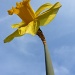 A single daff by phil_howcroft