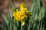 24th Mar 2012 - The Other Kind of Daffodil