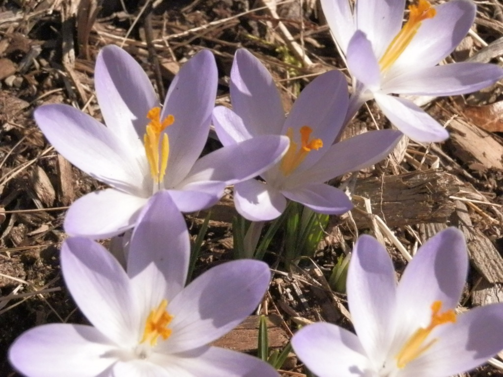  Gentle Purples and Yellows.. by dianezelia