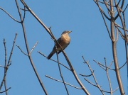 24th Mar 2012 - Bird