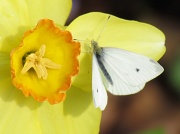 22nd Mar 2012 - Daffodil