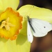 Daffodil by juletee