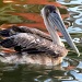 Pelican by natsnell