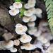 Fungi by sugarmuser