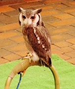 24th Mar 2012 - White Faced Owl