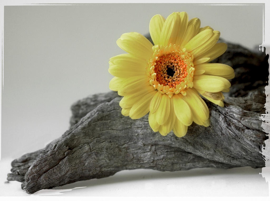 petite fleur jaune by ltodd