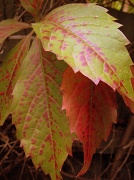 24th Mar 2012 - Autumn leaves