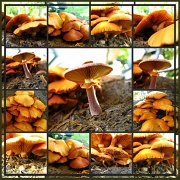 22nd Mar 2012 - Mushrooms Anyone?