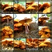 Mushrooms Anyone? by loey5150