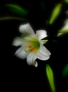 24th Mar 2012 - Spring Lily