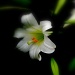 Spring Lily by yentlski