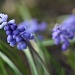 Grape Hyacinth by lisabell