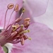 Flowering Crabapple Up Close by lisabell
