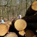 Logs by bulldog
