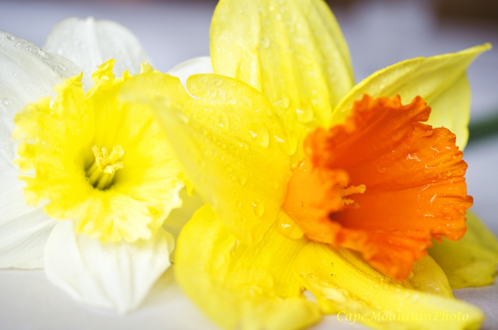 Two Daffodils by jgpittenger