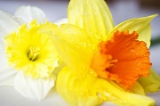 25th Mar 2012 - Two Daffodils