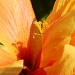 Hibiscus by carolmw