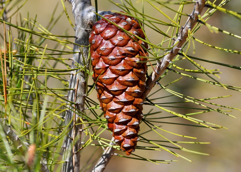 Pine cone by philbacon