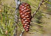 24th Mar 2012 - Pine cone