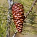 Pine cone by philbacon