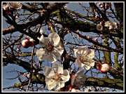 25th Mar 2012 - Apricot blossom