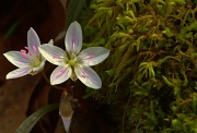 25th Mar 2012 - Carolina Spring Beauty