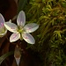 Carolina Spring Beauty by jayberg