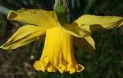 25th Mar 2012 - Happy little daffodil